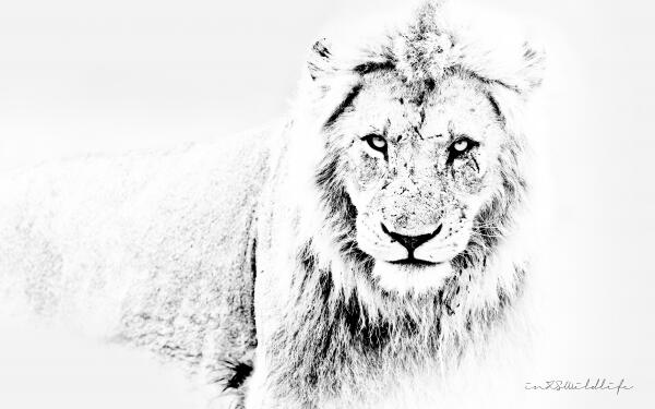 DEADLY LOOK by inXS Wildlife